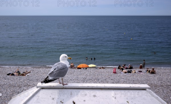 Herring Gull (Larus argentatus) on the beach of Étretat, Normandy, Seine-Maritime, France