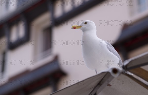 Herring Gull (Larus argentatus), Étretat, Normandy, Seine-Maritime, France