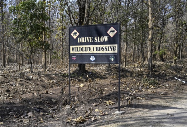 Shield Wildlife Crossing, Corbett National Park, near Ramnagar, Uttarakhand State, India