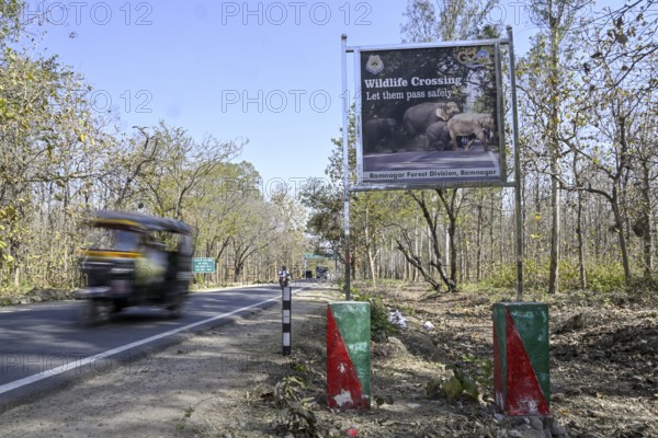 Shield Wildlife Crossing, Corbett National Park, near Ramnagar, Uttarakhand State, India