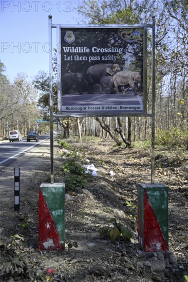 Shield Wildlife Crossing, Corbett National Park, near Ramnagar, Uttarakhand State, India