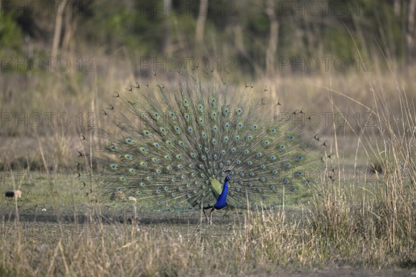 Indian peacock (Pavo scalloped ribbonfish), Corbett National Park, near Ramnagar, Uttarakhand State, India