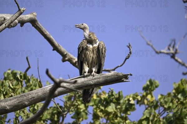 Snow Vulture or Himalayan Vulture (Gyps himalayensis), Corbett National Park, near Ramnagar, Uttarakhand State, India