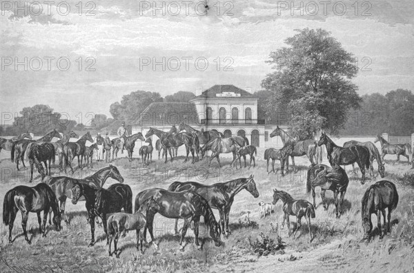 The English thoroughbred stud of Count Tassilo Festetics de Tolna near Keszthely on Lake Balaton, 1880, Hungary, Historical, digitally restored reproduction from a 19th century original, Record date not stated