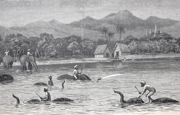 Bathing and swimming elephants in Burma in 1870, Historical, digitally restored reproduction from a 19th century original, Record date not stated
