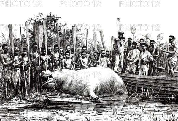 The native tribe has killed a hippopotamus, Hippopotamus amphibius, around 1880, Congo, Africa, Historical, digitally restored reproduction from a 19th century original, Record date not stated