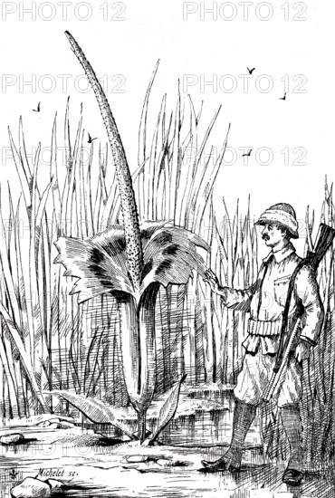 Flowering titanium root, Amorphophallus titanum, on Sumatra, next to a hunter, around 1880, Historical, digitally restored reproduction from a 19th century original, Record date not stated
