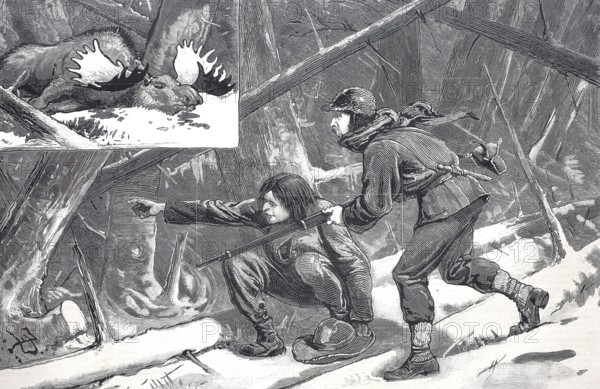 Moose hunt in Nova Scotia, Hunter with rifle and shot moose, 1880, Canada, Historical, digitally restored reproduction from a 19th century original, Record date not stated