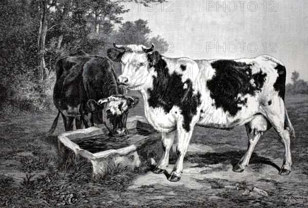 Agriculture, A water trough for cows in the pasture, two cows drinking, 1880, France, Historical, Digitally restored reproduction from a 19th century original, Record date not stated