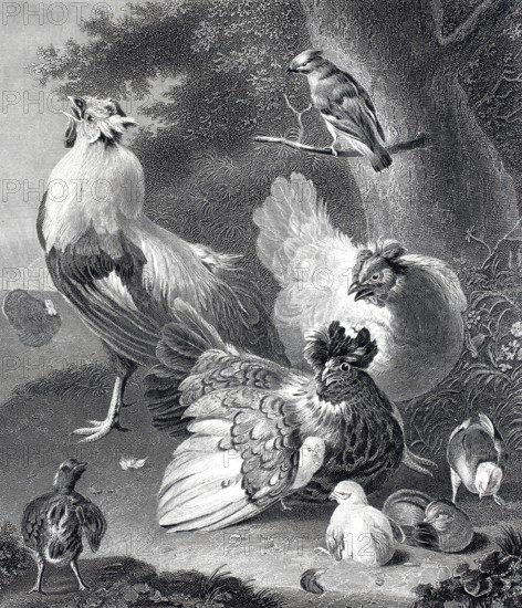 A chicken family, chicken yard, rooster and hen with chicks, steel engraving after a painting by Melchior de Hondecoeter, Historic, digitally restored reproduction of a 19th century original, Several birds, including hens, rooster, and chicks in a wooded landscape