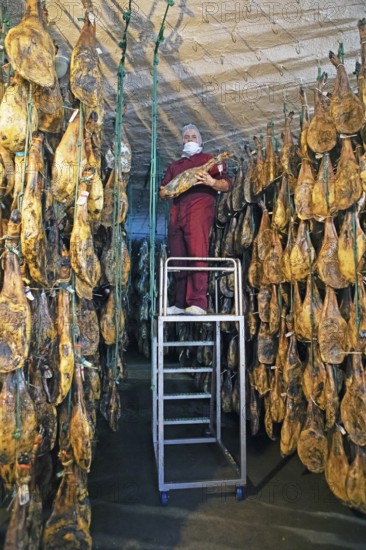 Iberico ham warehouse, Iberico ham factory in Villares de la Reina, province of Salamanca, Castile and Leon, Spain
