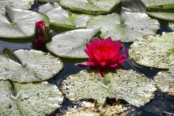 Red water lilies (Nymphaea) on green leaves in a pond, graphically processed, Germany