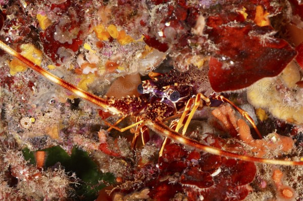 A European spiny crayfish (Palinurus elephas) hides between red and orange algae in the Mediterranean Sea near Hyères, dive site Peninsula Giens, Provence Alpes Côte d'Azur, France