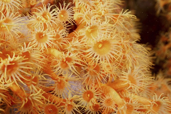 Close-up of Yellow cluster anemone (Parazoanthus axinellae) in the Mediterranean Sea near Hyères, dive site Giens Peninsula, Provence Alpes Côte d'Azur, France