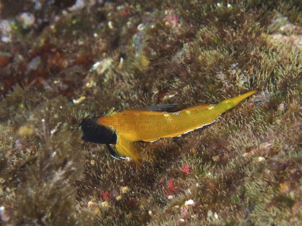 Black-faced blenny (Tripterygion delaisi), among algae on the seabed in the Mediterranean Sea near Hyères, dive site Giens Peninsula, Provence Alpes Côte d'Azur, France