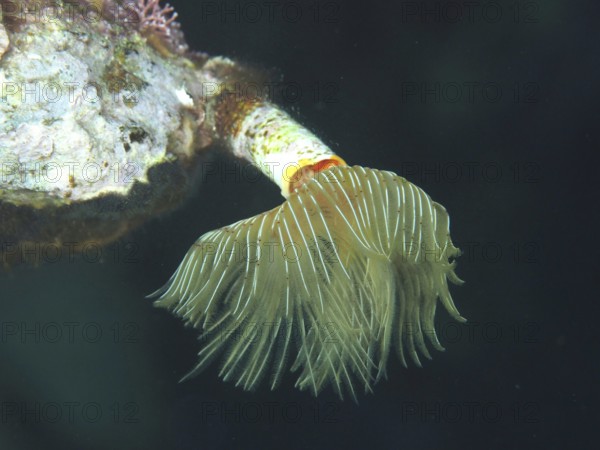 Tubular marine creature with fan-like structure, Protula tubularia (Protula tubularia), in dark underwater environment in the Mediterranean Sea near Hyères, dive site Giens Peninsula, Provence Alpes Côte d'Azur, France