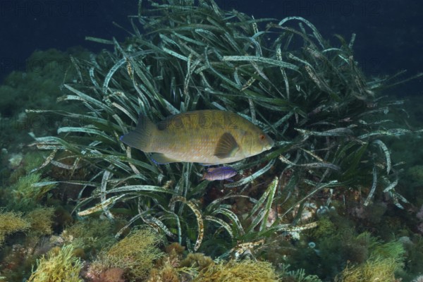 Large Ballan wrasse (Labrus bergylta) in the seagrass area of the sea surrounded by smaller accompanying fish in the Mediterranean Sea near Hyères, dive site Giens Peninsula, Provence Alpes Côte d'Azur, France