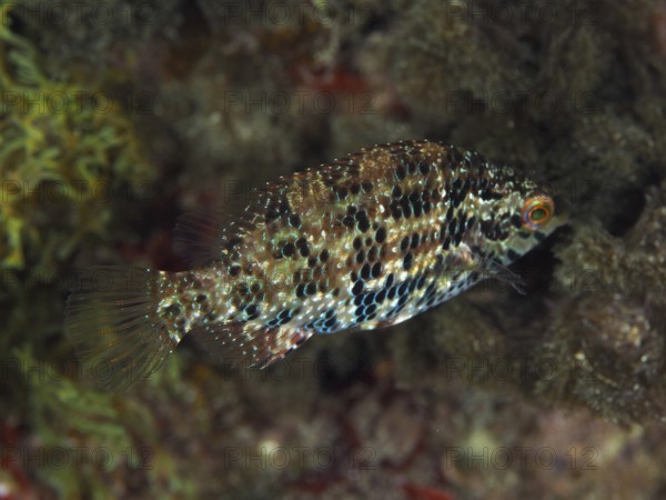 Fish with camouflaged scale pattern, Five-spotted wrasse (Symphodus roissali), swimming above the seabed in the Mediterranean Sea near Hyères, dive site Giens Peninsula, Provence Alpes Côte d'Azur, France
