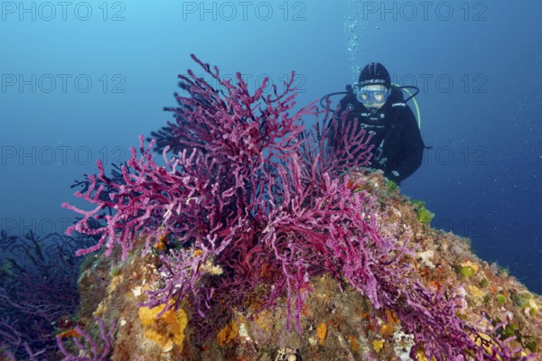 Diver underwater exploring Violescent sea-whip (Paramuricea clavata) on a rock in the Mediterranean Sea near Hyères, dive site Giens Peninsula, Provence Alpes Côte d'Azur, France