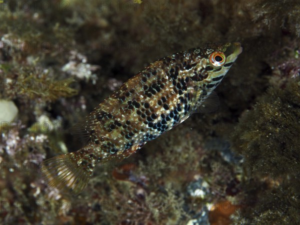 Small fish with camouflaged appearance and complex pattern, Five-spotted wrasse (Symphodus roissali), hidden in the seabed in the Mediterranean Sea near Hyères, dive site Giens Peninsula, Provence Alpes Côte d'Azur, France