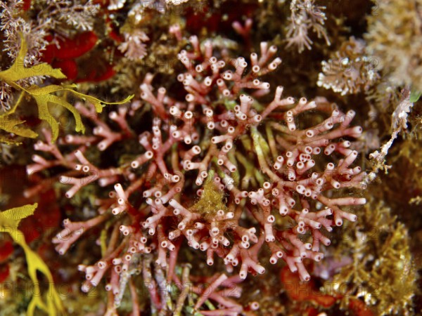 Close-up of fine coral moss (Jania rubens) with clear structural details in the Mediterranean Sea near Hyères, dive site Giens Peninsula, Provence Alpes Côte d'Azur, France
