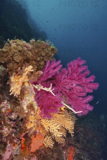 Violescent sea-whip (Paramuricea clavata) and yellow gorgonian (Eunicella cavolinii) in bright colours under water attached to rocks in the Mediterranean Sea near Hyères, dive site Giens Peninsula, Provence Alpes Côte d'Azur, France