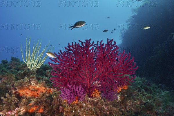 Vivid red Violescent sea-whip (Paramuricea clavata) and small fish under water in the Mediterranean Sea near Hyères, dive site Peninsula Giens, Provence Alpes Côte d'Azur, France