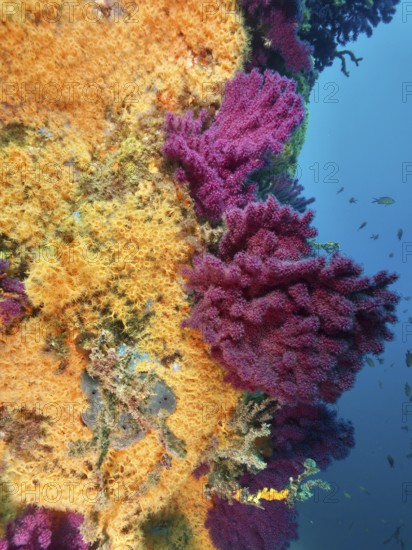 Violescent sea-whip (Paramuricea clavata) and Yellow cluster anemone (Parazoanthus axinellae) form a colourful reef background in the Mediterranean Sea near Hyères, Giens Peninsula dive site, Provence Alpes Côte d'Azur, France