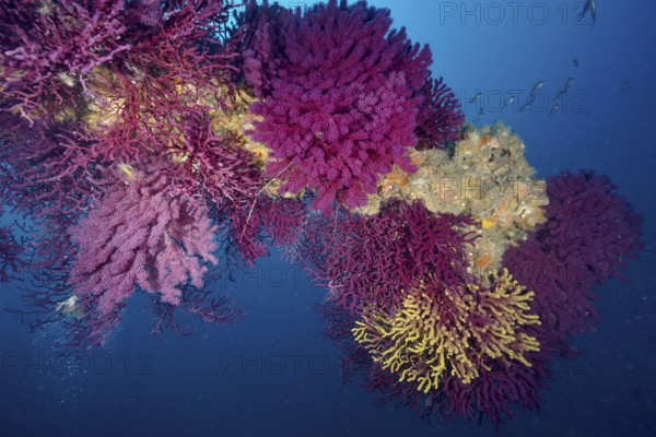 Violescent sea-whip (Paramuricea clavata) in a living underwater ecosystem in the Mediterranean Sea near Hyères, dive site Giens Peninsula, Provence Alpes Côte d'Azur, France