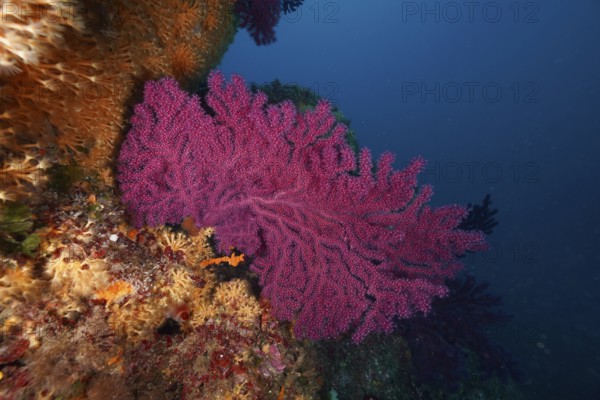 Bright pink Violescent sea-whip (Paramuricea clavata) on an underwater rock in the Mediterranean Sea near Hyères, dive site Giens Peninsula, Provence Alpes Côte d'Azur, France