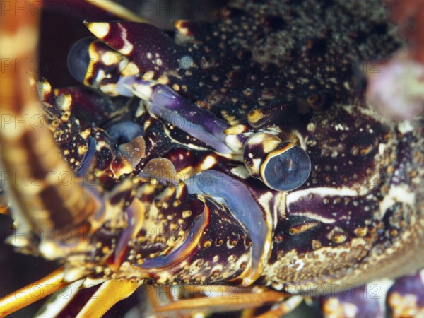 Close-up of a European spiny crayfish (Palinurus elephas) with detailed view of the head in the Mediterranean Sea near Hyères, dive site Peninsula Giens, Provence Alpes Côte d'Azur, France