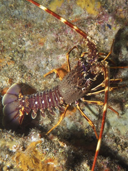 Dorsal view of a European spiny crayfish (Palinurus elephas) on a colourful reef in the Mediterranean Sea near Hyères, dive site Giens Peninsula, Provence Alpes Côte d'Azur, France