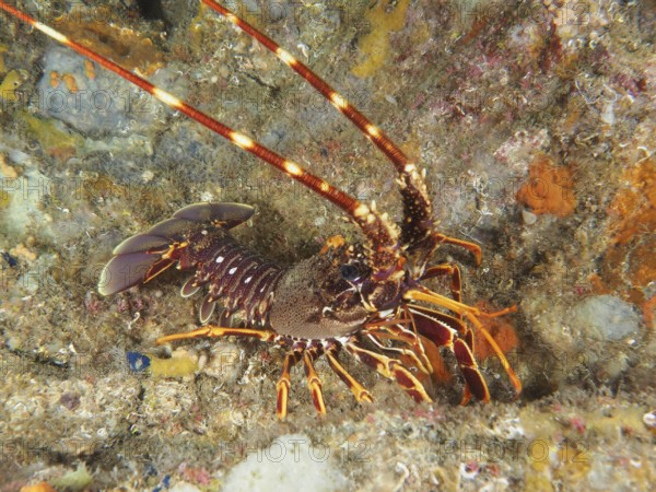 European spiny crayfish (Palinurus elephas) on a reef in the Mediterranean Sea near Hyères, dive site Giens Peninsula, Provence Alpes Côte d'Azur, France