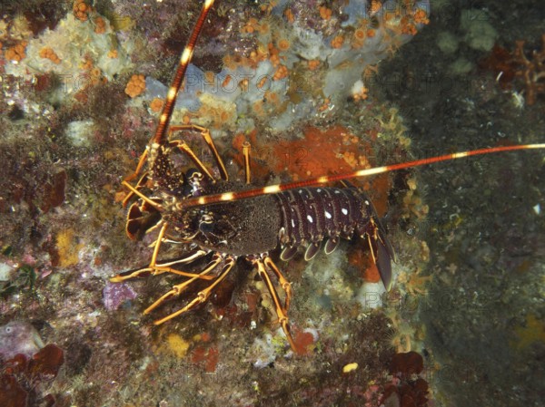 A European spiny crayfish (Palinurus elephas) on a colourful reef in the Mediterranean Sea near Hyères, dive site Giens Peninsula, Provence Alpes Côte d'Azur, France