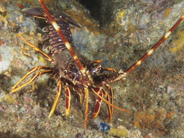 European spiny crayfish (Palinurus elephas) moving in a rocky underwater landscape in the Mediterranean Sea near Hyères, dive site Peninsula Giens, Provence Alpes Côte d'Azur, France
