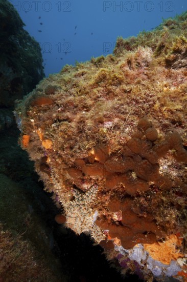 A large underwater rock formation with algae and clear water, hiding a well camouflaged ice star (Marthasterias glacialis), in the Mediterranean Sea near Hyères, dive site Giens Peninsula, Provence Alpes Côte d'Azur, France