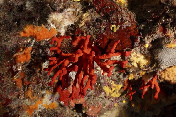 Noble coral (Corallium rubrum) in a lively underwater scene in the Mediterranean Sea near Hyères, dive site Giens Peninsula, Provence Alpes Côte d'Azur, France