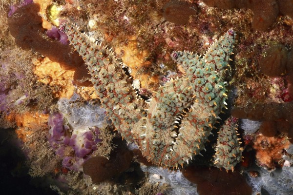 A starfish with a conspicuous structure, ice starfish (Marthasterias glacialis), on a reef in the Mediterranean Sea near Hyères, dive site Peninsula Giens, Provence Alpes Côte d'Azur, France