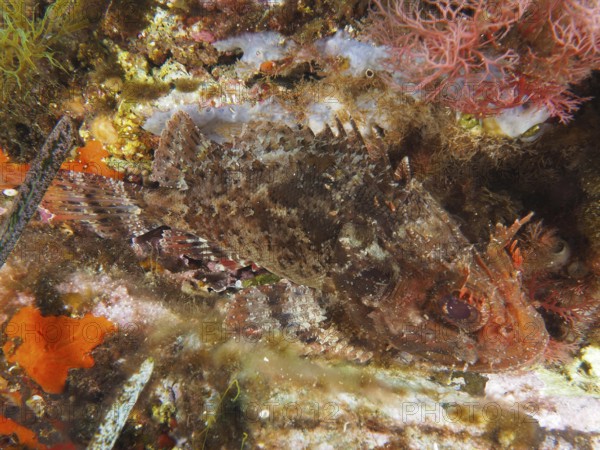 Well camouflaged Black scorpionfish (Scorpaena porcus) in a colourful underwater environment in the Mediterranean Sea near Hyères, dive site Giens Peninsula, Provence Alpes Côte d'Azur, France