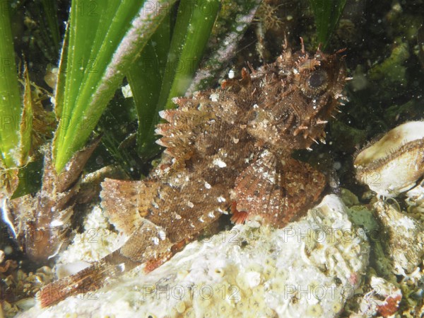 Black scorpionfish (Scorpaena porcus) in a green underwater environment among seagrass in the Mediterranean Sea near Hyères, dive site Giens Peninsula, Provence Alpes Côte d'Azur, France