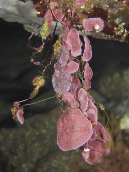 Spreading stone leaf (Mesophyllum expansum) hanging in a detailed underwater environment with algae in the Mediterranean Sea near Hyères, dive site Peninsula Giens, Provence Alpes Côte d'Azur, France