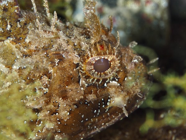 Portrait of Black scorpionfish (Scorpaena porcus) in the Mediterranean Sea near Hyères, dive site Giens Peninsula, Provence Alpes Côte d'Azur, France