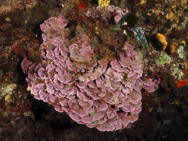 Spreading stone leaf (Mesophyllum expansum) on a rocky seabed in a natural underwater environment in the Mediterranean Sea near Hyères, dive site Giens Peninsula, Provence Alpes Côte d'Azur, France