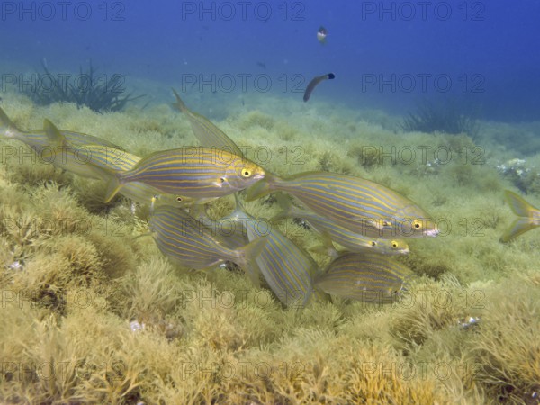 A shoal of striped fish, golden stripe (Sarpa salpa), swimming together over an overgrown underwater bottom in the Mediterranean Sea near Hyères, dive site Peninsula Giens, Provence Alpes Côte d'Azur, France