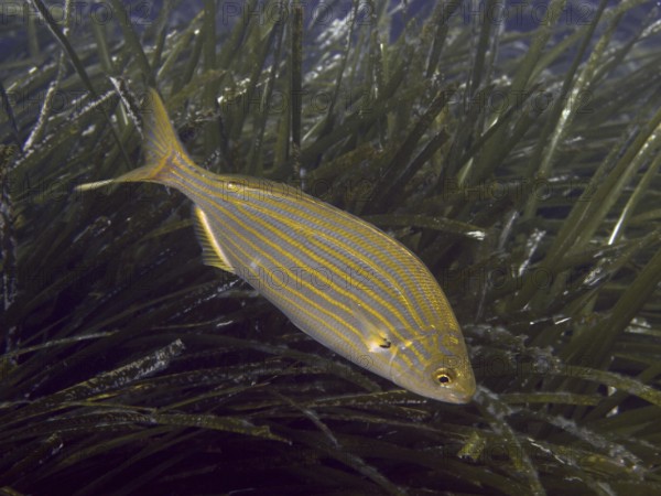 A striped fish, golden stripe (Sarpa salpa), swimming among seagrass, Neptune grass (Posidonia oceanica), in a bluish-green environment in the Mediterranean Sea near Hyères, dive site Peninsula Giens, Provence Alpes Côte d'Azur, France