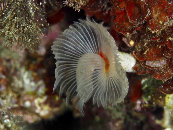 Whitish fan-shaped marine creature with decorative structures, Protula tubularia (Protula tubularia), in a living reef in the Mediterranean Sea near Hyères, dive site Giens Peninsula, Provence Alpes Côte d'Azur, France