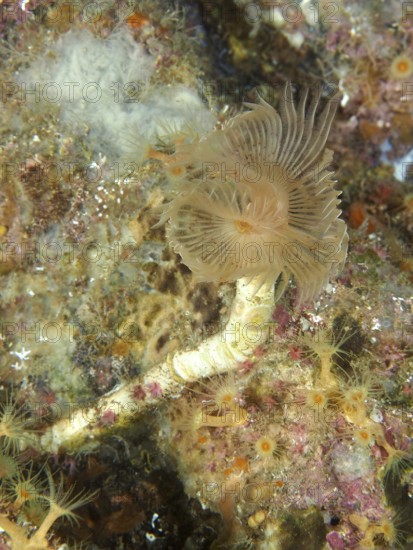 A sinuous, fan-shaped marine creature with fine details, Protula tubularia (Protula tubularia), growing on a reef in the Mediterranean Sea near Hyères, Giens Peninsula dive site, Provence Alpes Côte d'Azur, France