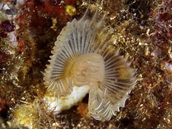 Fine structure of a fan-shaped marine creature with filigree details, Feather duster worm (Protula tubularia), underwater in the Mediterranean Sea near Hyères, dive site Giens Peninsula, Provence Alpes Côte d'Azur, France