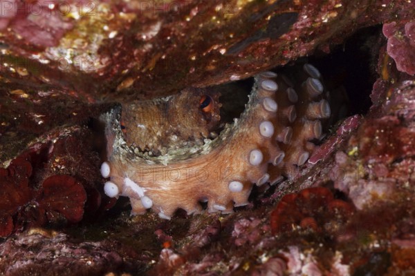 An octopus, Common Octopus (Octopus vulgaris) with visible tentacles, hiding in a rocky underwater cave in the Mediterranean Sea near Hyères, dive site Giens Peninsula, Provence Alpes Côte d'Azur, France