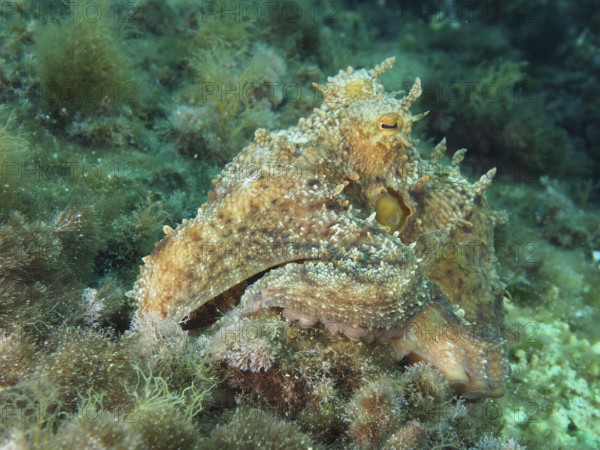 Octopus, Common Octopus (Octopus vulgaris) between algae on the seabed in the Mediterranean Sea near Hyères, dive site Giens Peninsula, Provence Alpes Côte d'Azur, France